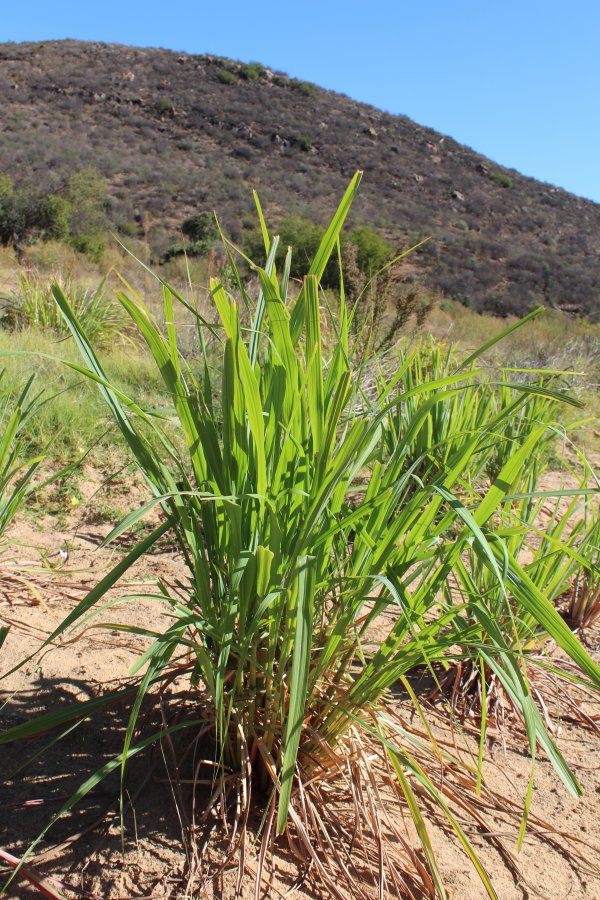 Lemongrass Plant