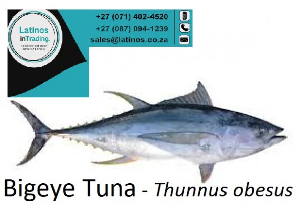 Fish Tuna Bigeye Fresh Latinos in Trading Import Export H&G; PQ; Whole; Fillets; Frozen