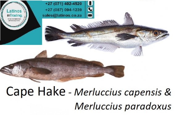 Fish Cape Hake Merluccius capensis and Merluccius paradoxus. Fresh, Frozen, Whole / PQ, H&G, Fillets, Portions