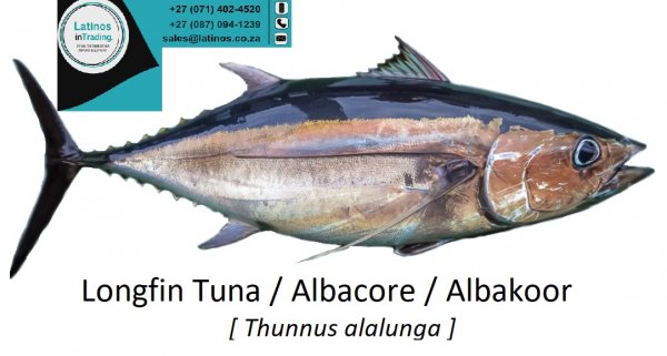 Fish Albacore Albakoor Tuna Longfin Thunnus alalunga Fresh, Frozen, Whole / PQ, H&G, Fillets, Portions