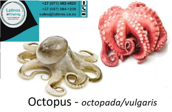 Octopus Octopada Vulgaris Taco أخْطَبُوطٌ Polvo Pulpo Cephalopoda Mollusk Fresh, Frozen, Whole, Portions