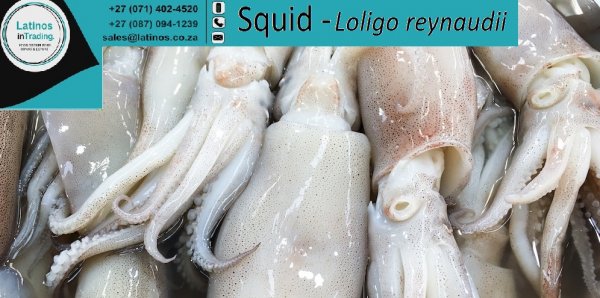 Calamari イカ Squid Loligo reynaudii الحبار Chokka 魷魚 Lula Frozen, Whole, Strips, Tubes, Head & Tentacles