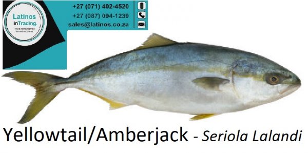 Fish Yellowtail Amberjack Seriola Lalandi Fresh, Frozen, Whole / PQ, H&G, Fillets, Portions, Braai, BBQ, Off-Trade, Retail, Ready-to-Eat Meal