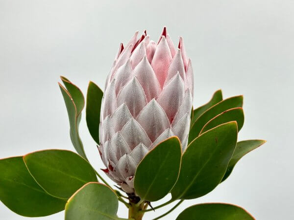King Protea, Cynaroides Pink King, Protea Cynaroides